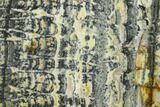 Proterozoic Age Columnar Stromatolite (Asperia) Slab - Australia #132384-1